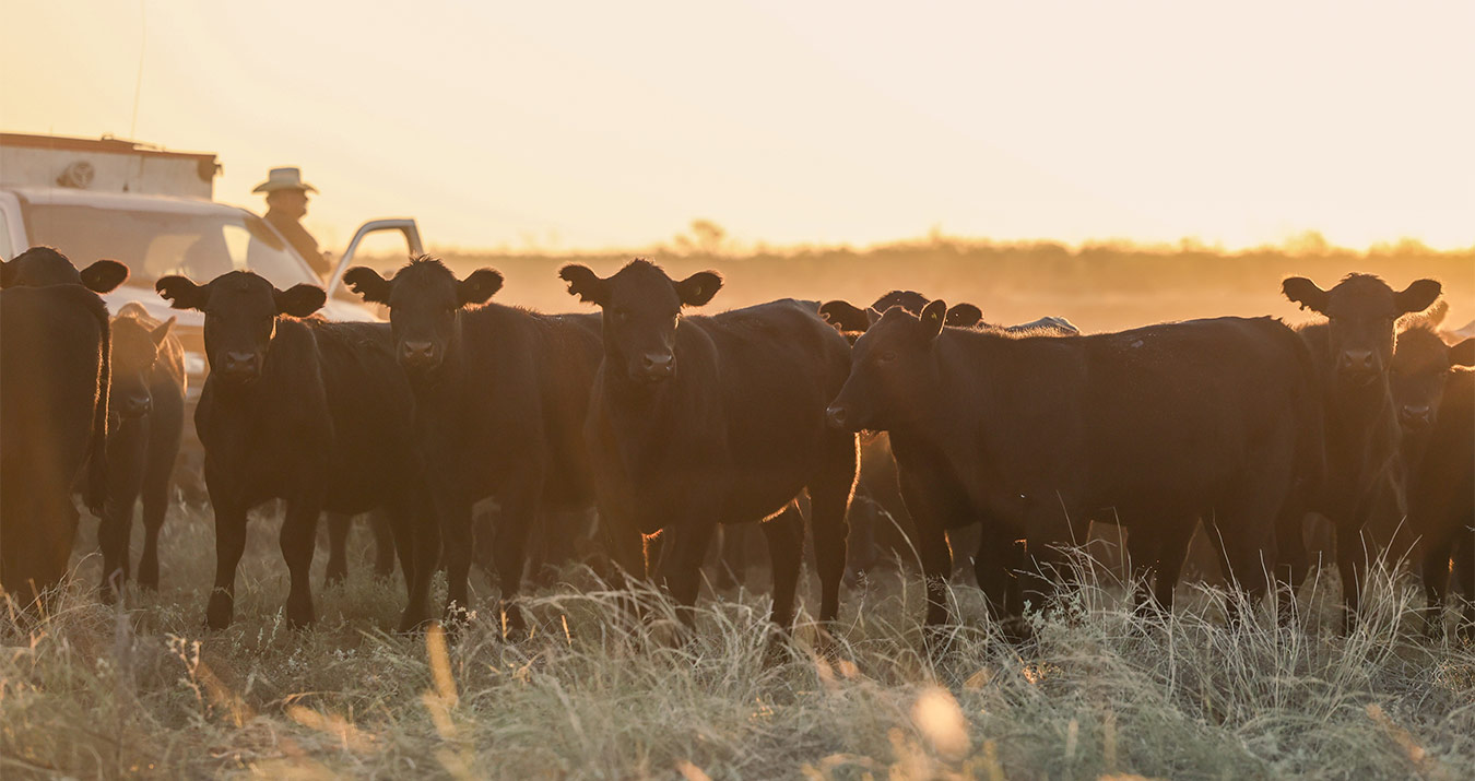 black cattle standing in a pasture with a feed truck and rancher in the background