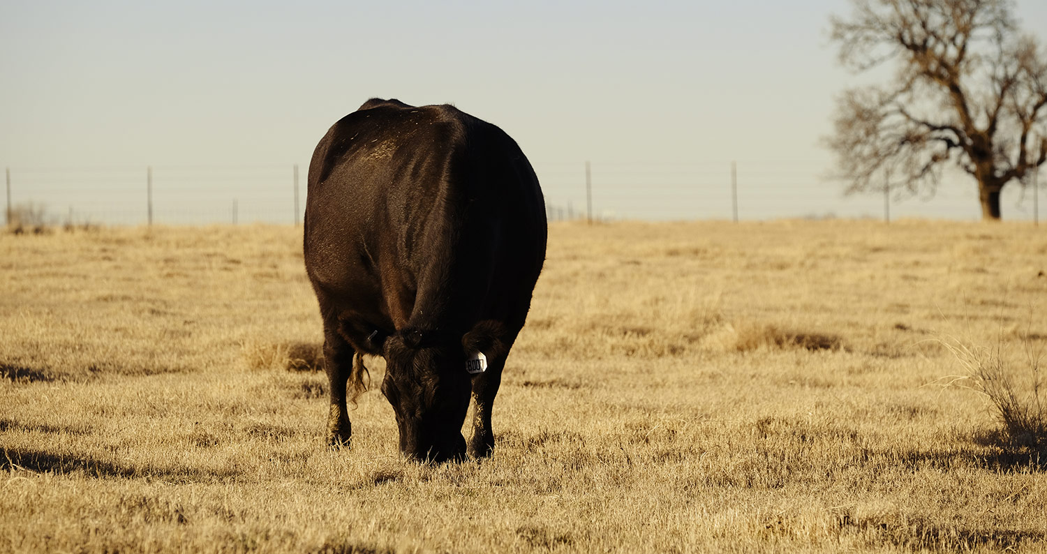 angus cow grazing on dry pasture