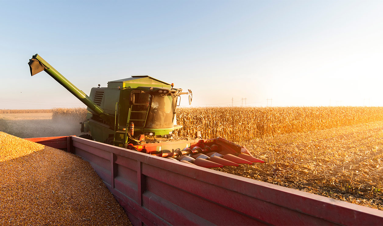 green combine harvesting corn and unloading into a grain cart during harvest