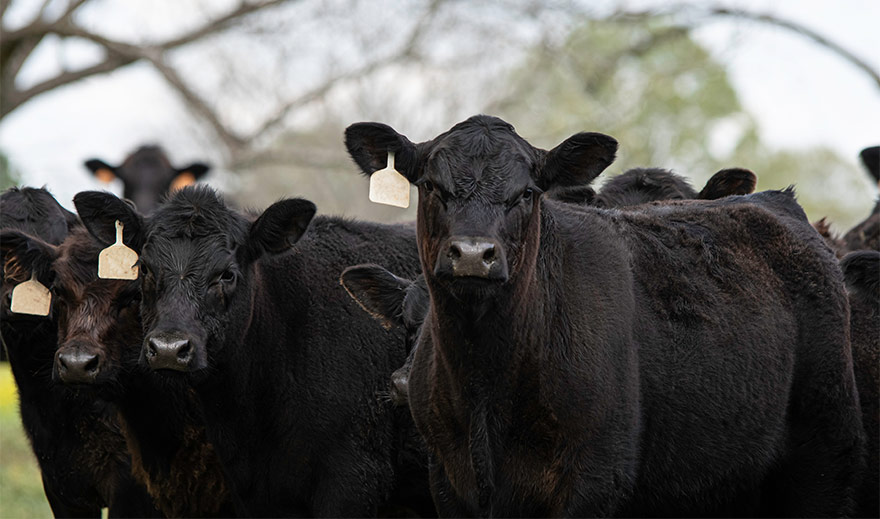 livestockriskprotection group of black cattle standing together in a pasture