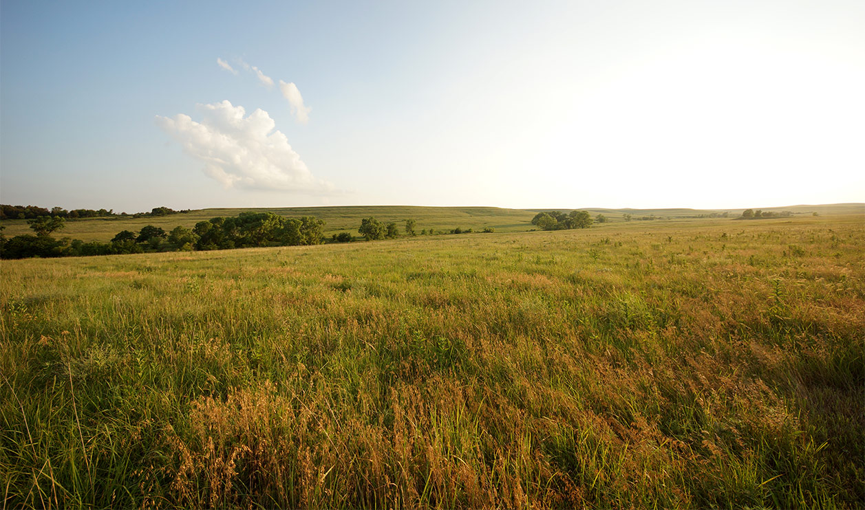 grassy rangeland with tall grass under a partly cloudy sky