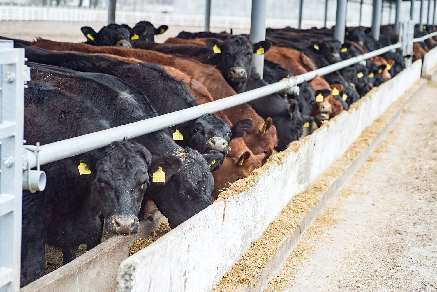 lrp_blog_1 black and red feedlot cattle eating out of a concrete bunk