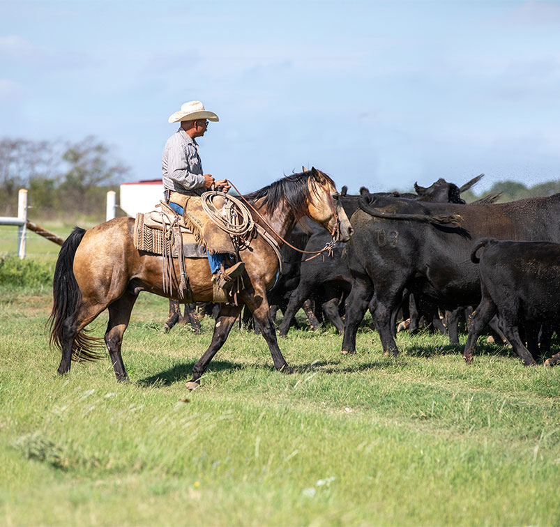 WhoWeServe cowboy on a horse herding black cattle