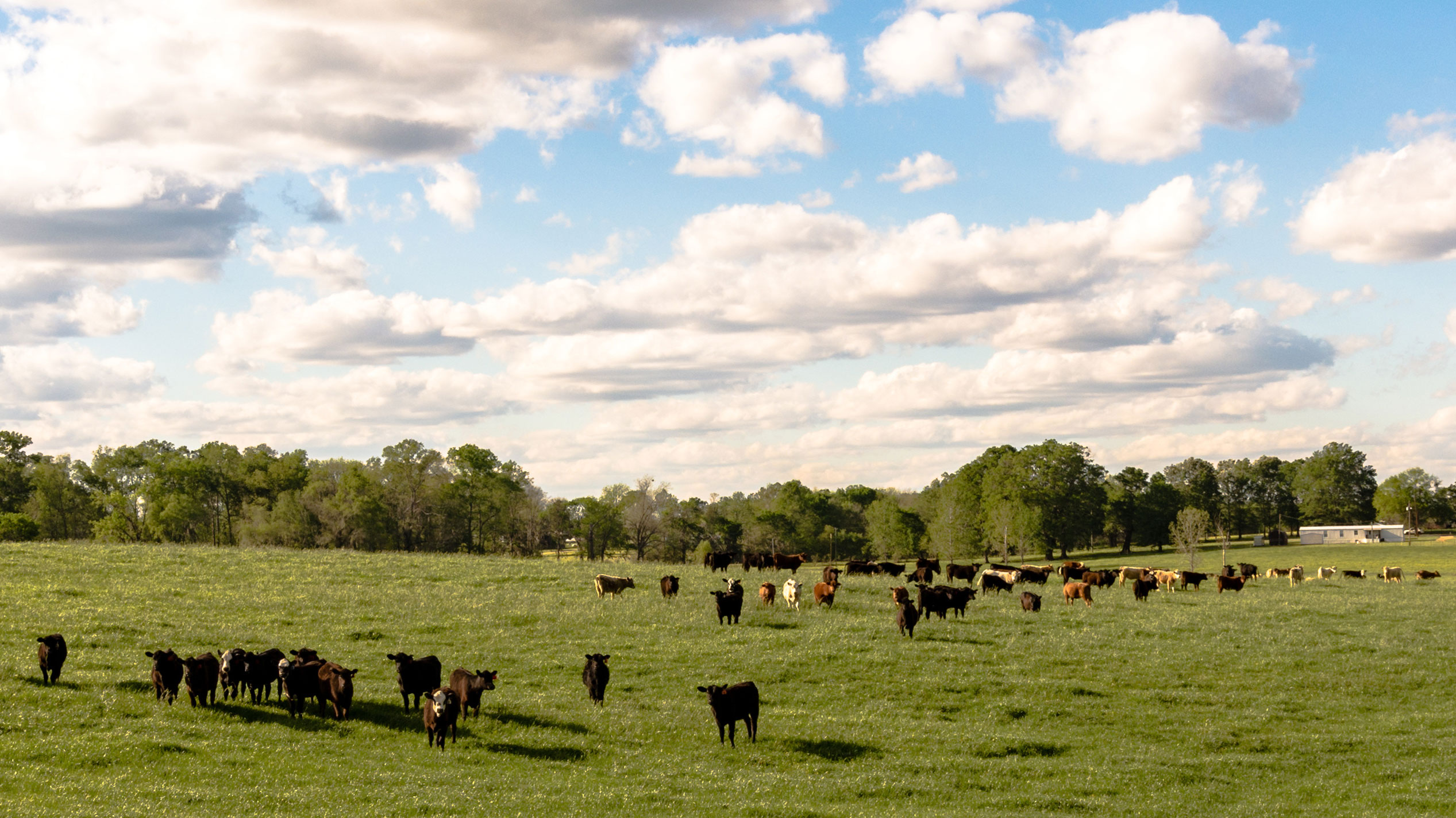 about cattle in a green pasture on a cloudy day